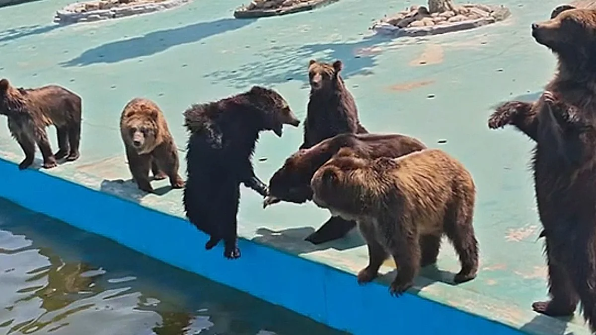 Bear pushes another bear into pond in China