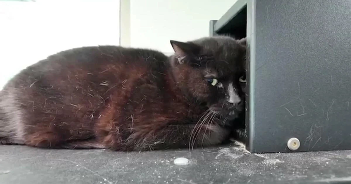 61 cats rescued from hoarding house, 20 now available for free adoption