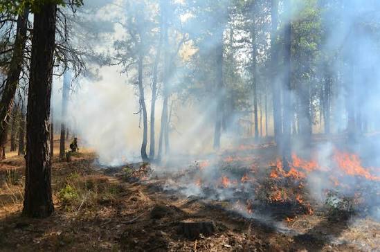 SFU initiative leads new approaches to wildfire resilience in Canada