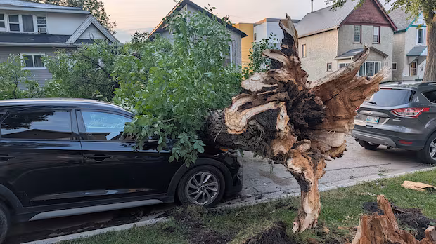 Storm downs trees, leaves thousands without power in Winnipeg