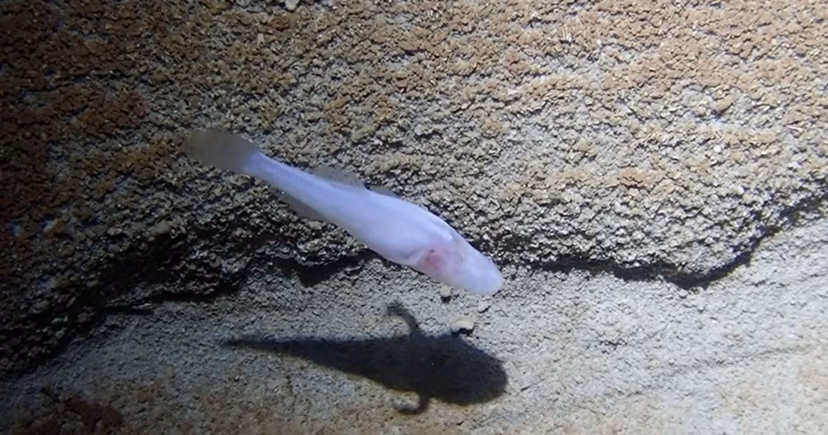Scientists believe newly discovered demon cavefish may be among the rarest fish in the world