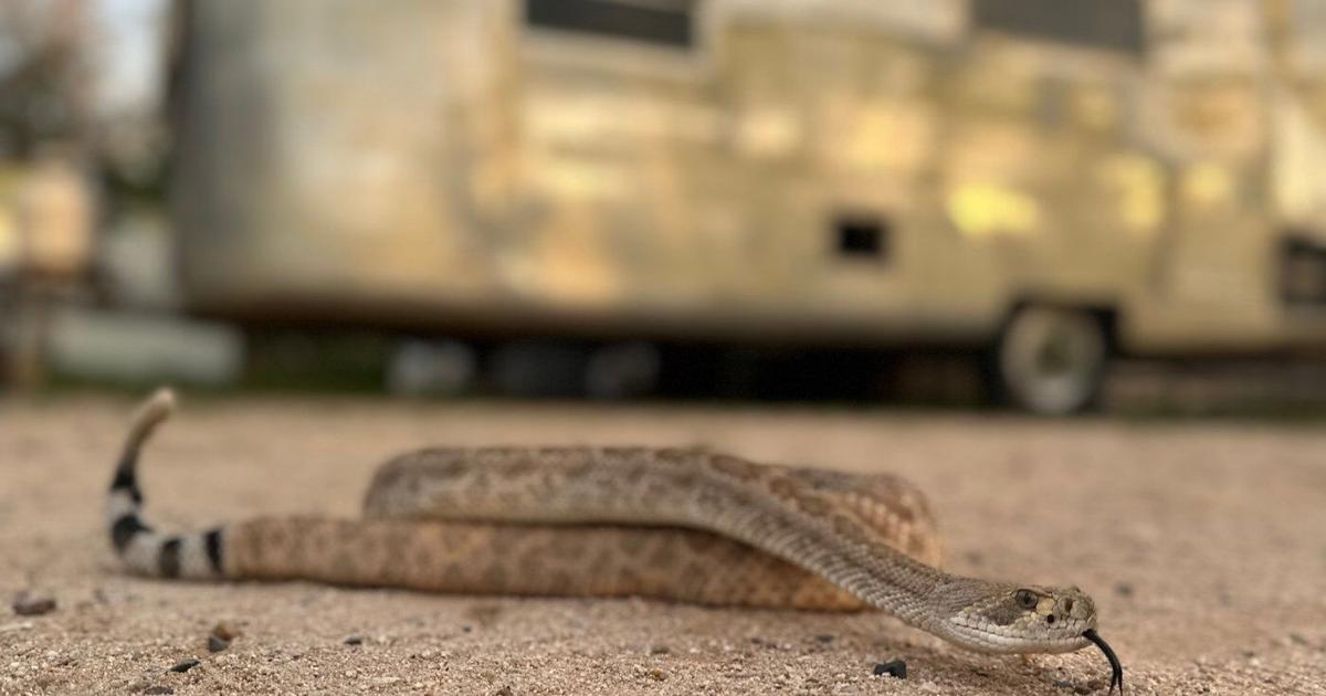 Leave it: Dog trainers help pets avoid poisonous snakes