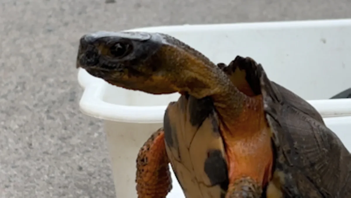 Why you shouldn't bring a native turtle home