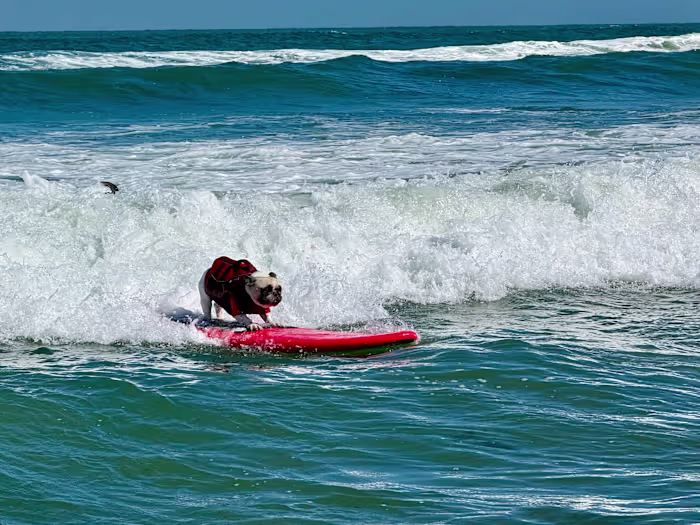 Top dogs ride waves at annual World Dog Surfing Championships