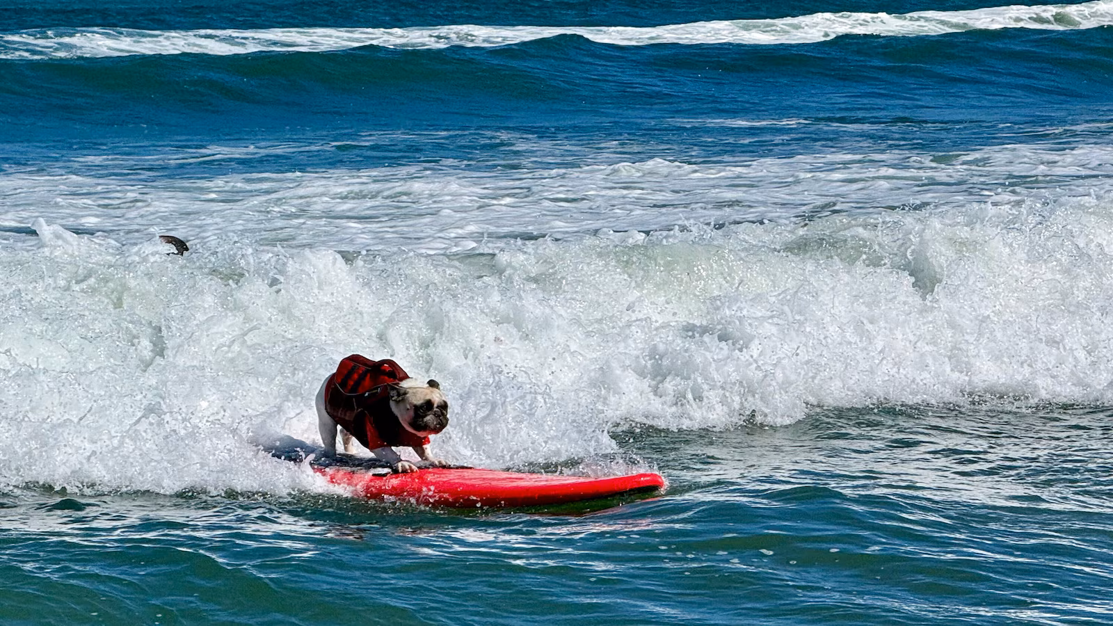 Top dogs ride waves at annual World Dog Surfing Championships