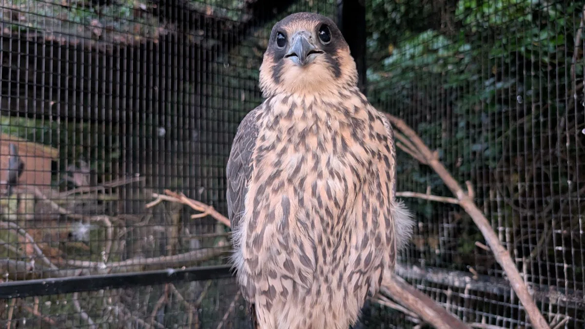 Injured peregrine reunion 'brought tears to eyes'