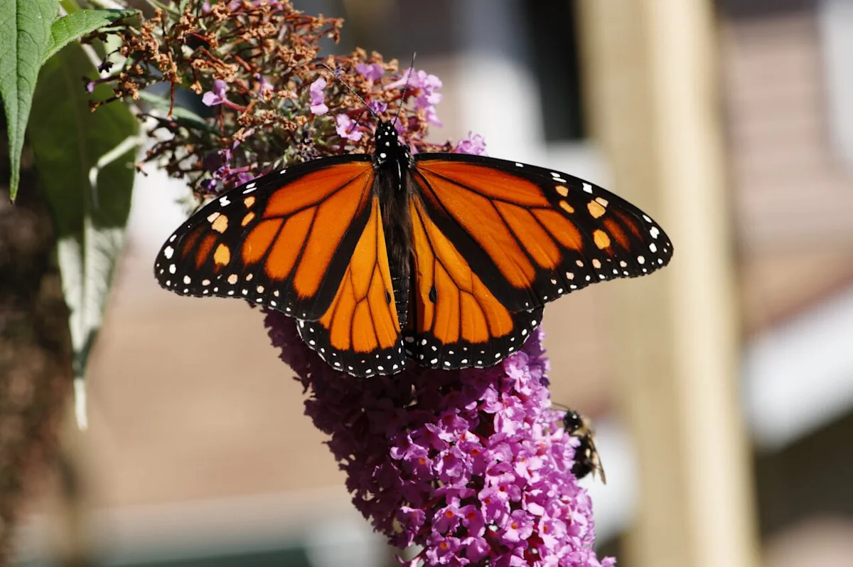 Biologists seek citizen scientists in Monarch Monitoring Blitz