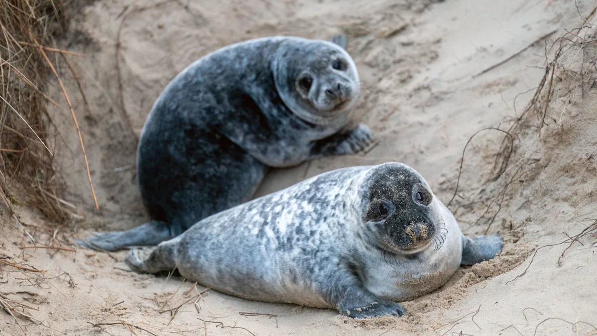 People urged to stay away from seals on beaches