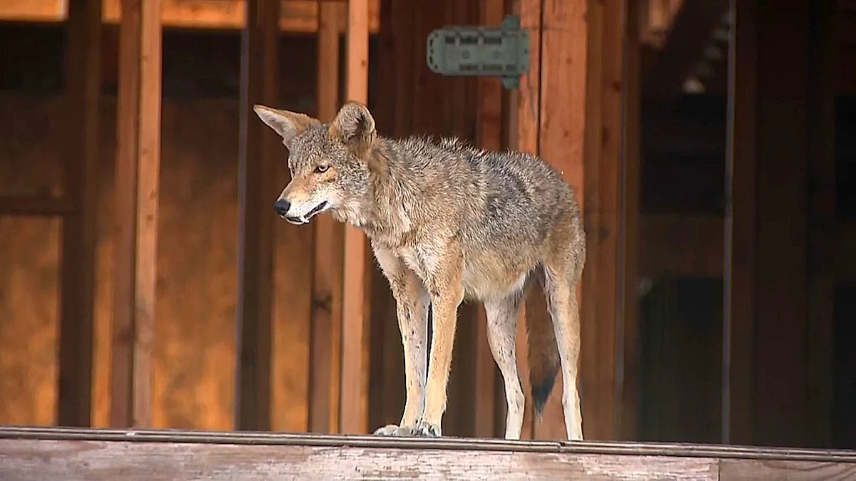 Coyotes turn unfinished West Hollywood building into 'coyote condo'
