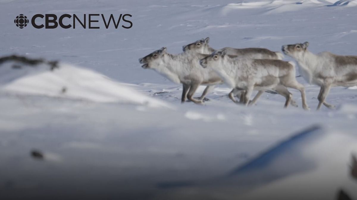 'Unprecedented' increase to Baffin Island caribou harvest prompts questions