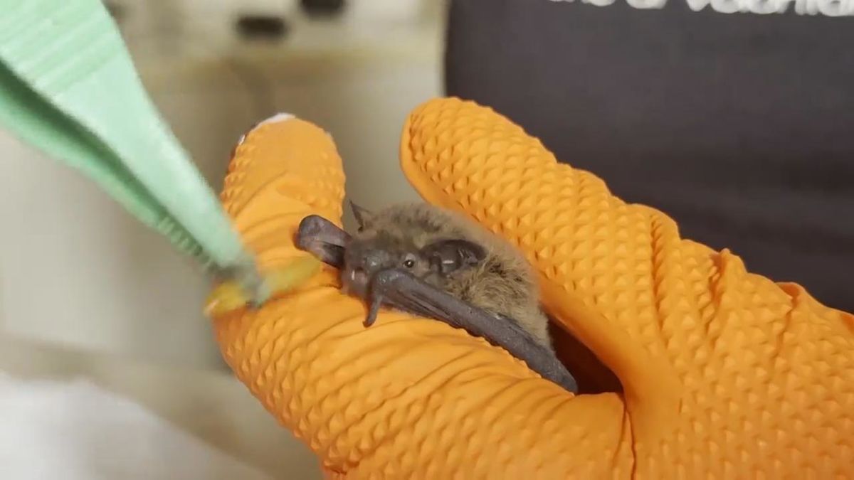 Why Italian scientists are protecting bats around the clock