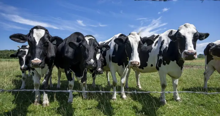 Canada must avoid concessions in U.S. trade talks, dairy farmers warn