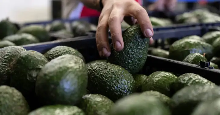 Canada’s avocado supply not impacted by U.S. pause on Mexico inspections