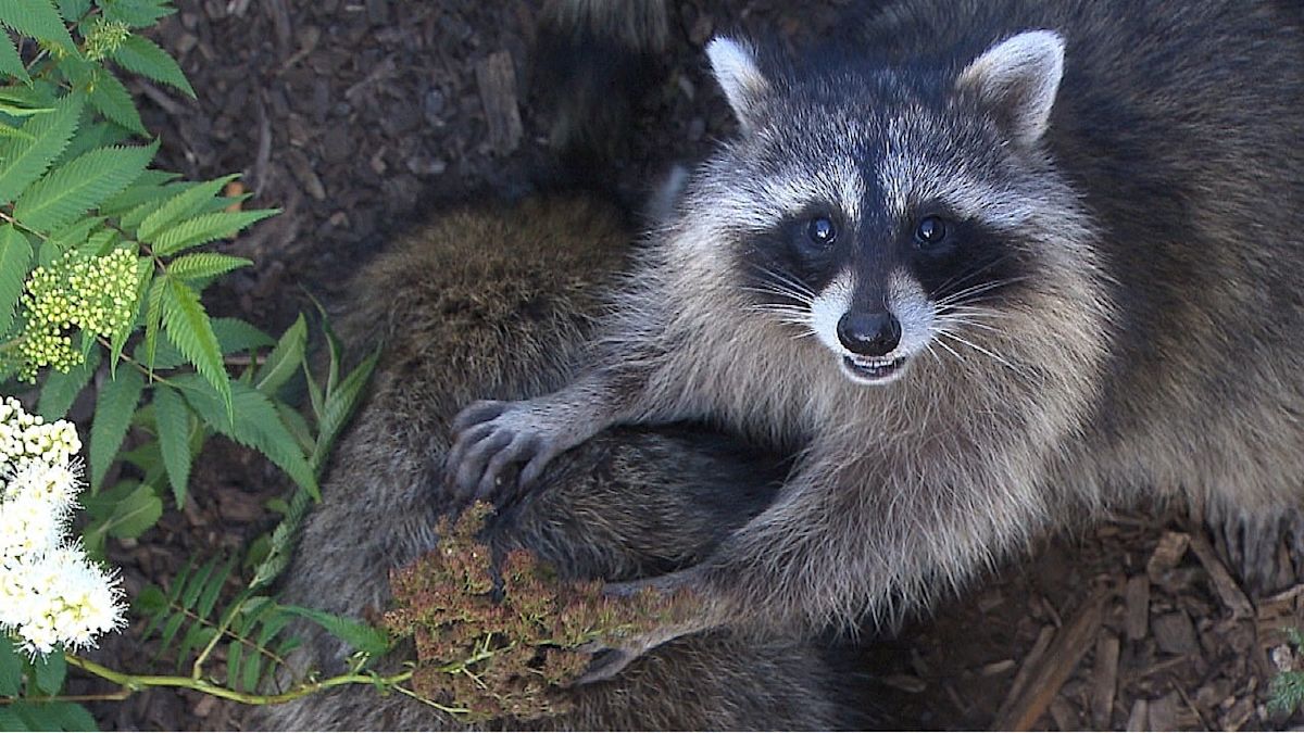 What is Quebec's plan to curb rising rabies cases?
