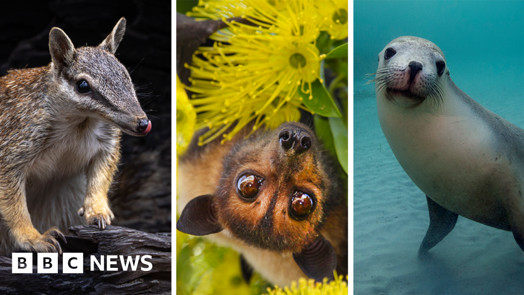 Australia is the planet's extinction hotspot, but one animal offers a glimmer of hope