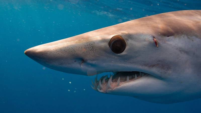 Sharks Fitted with Sensors to Help Hurricane Predictions