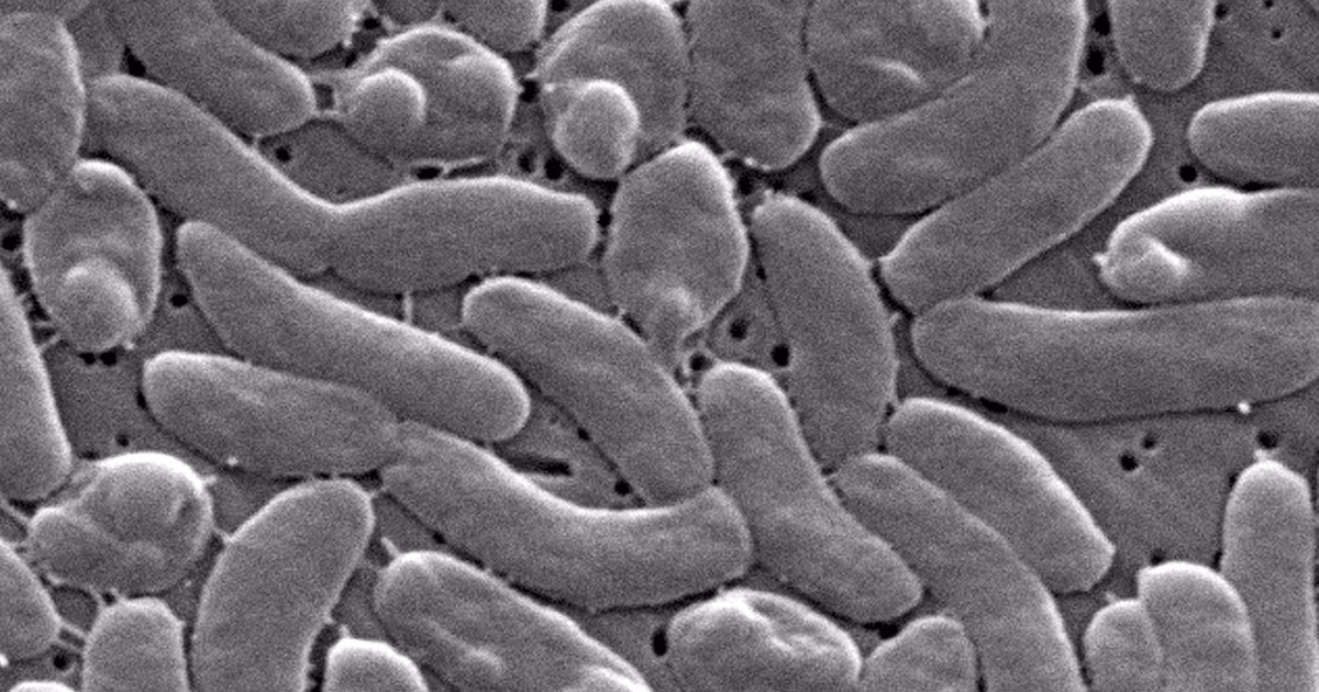 Health officials urge caution for Gulf Coast beachgoers during surge of deadly bacterial infections
