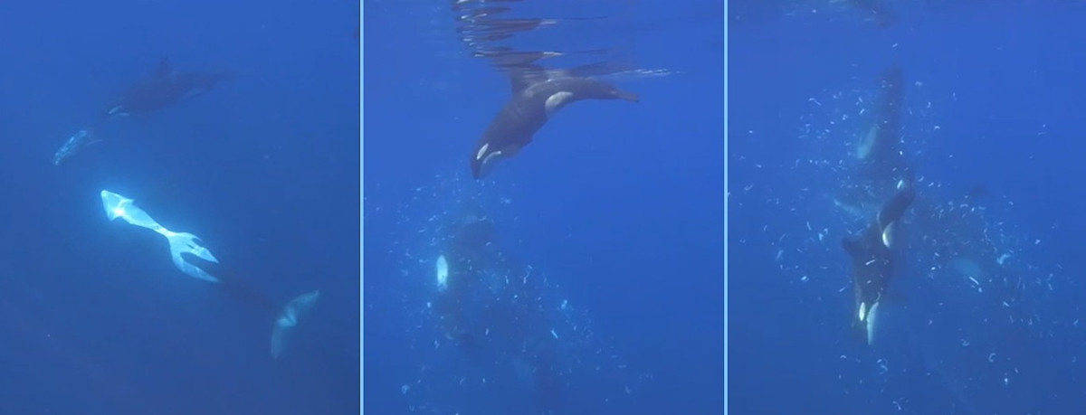 Orcas filmed ramming one of the world’s heaviest fish so hard it explodes, possibly for fun