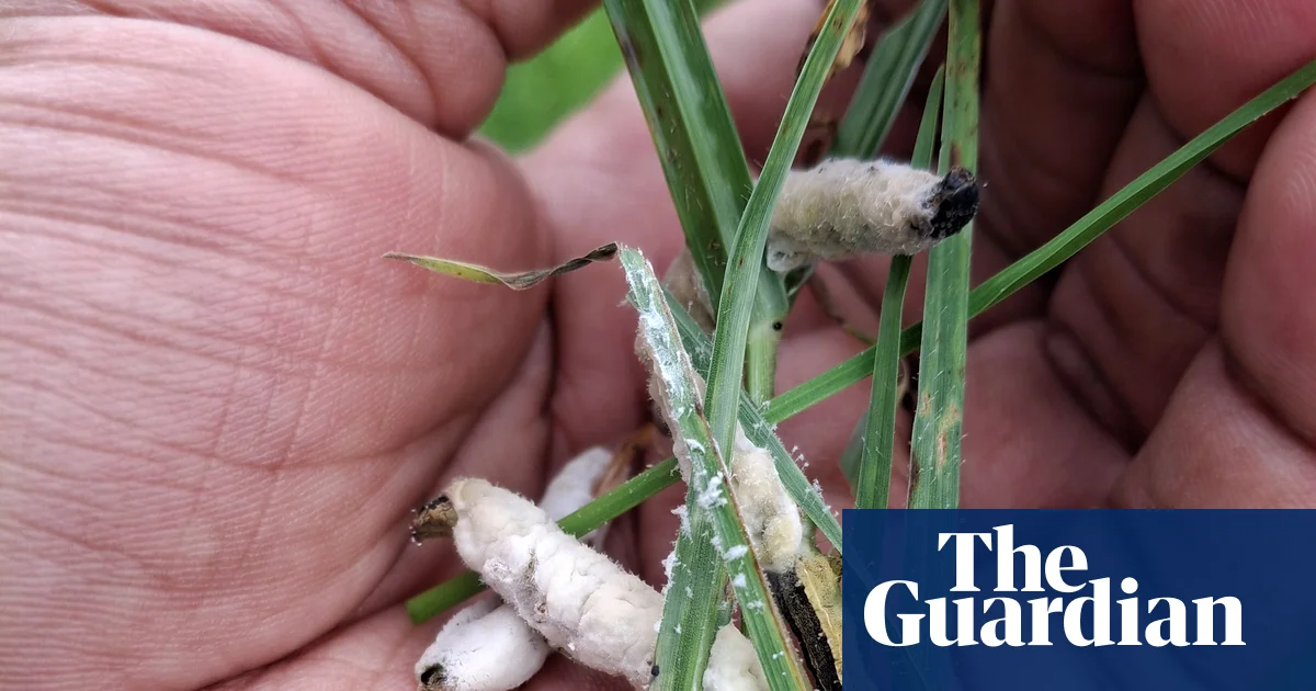 Halting the march of the African armyworm: a natural cure offers hope to farmers
