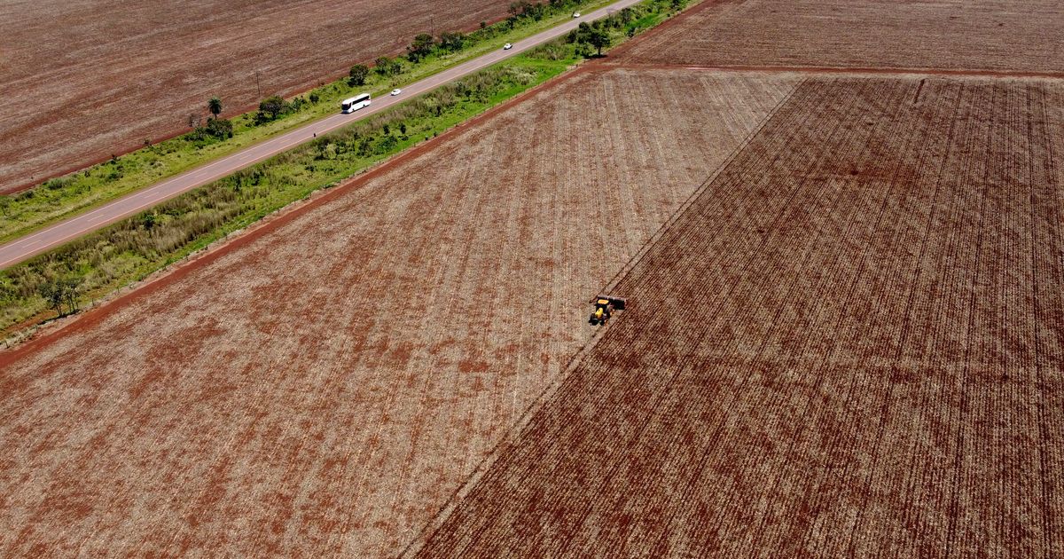Brazil Supreme Court upholds laws that led to downfall of Amazon soy moratorium