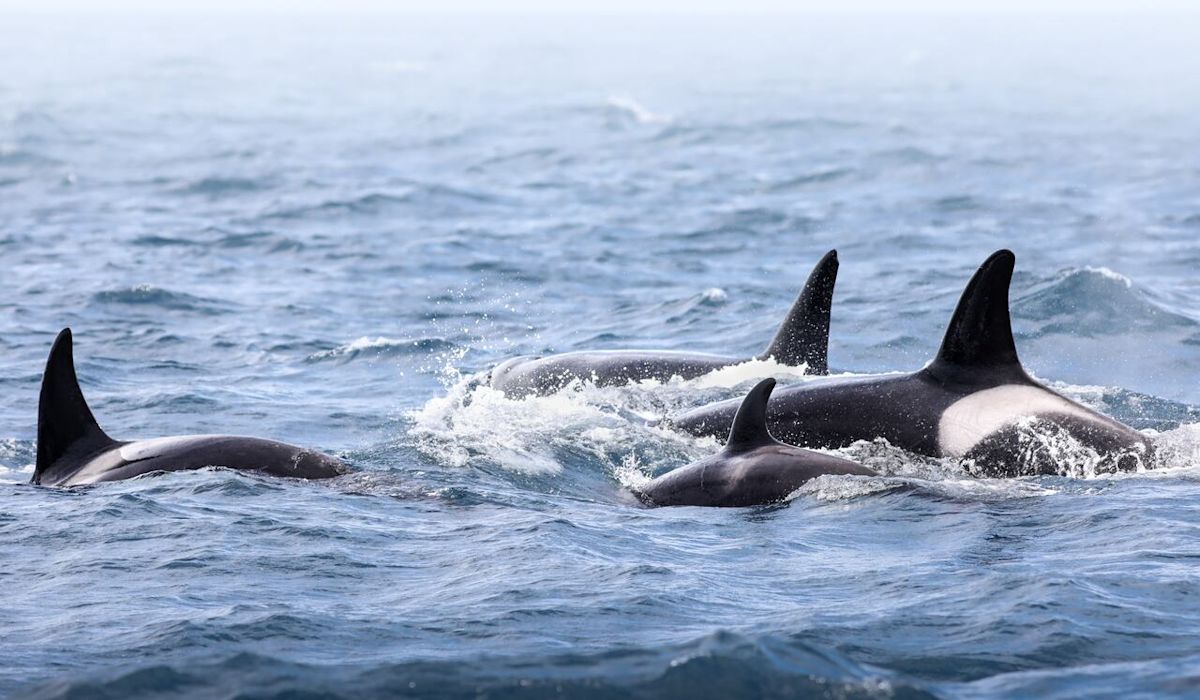 Are these whale sightings rare for Nova Scotia?