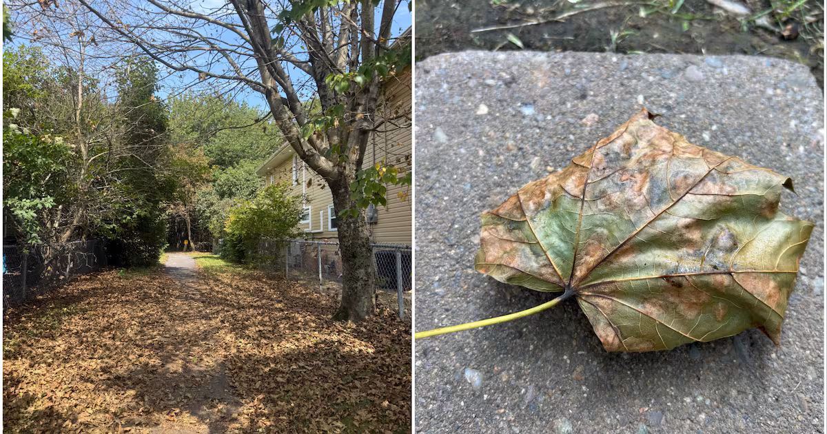 Maple trees shed leaves mid