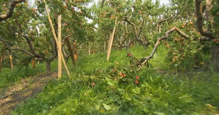 Summerland farmer was 12 hours away from harvesting crop when wildfire sparked