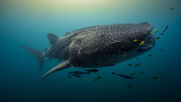 A rare baby sighting could reveal where life begins for world's largest sharks