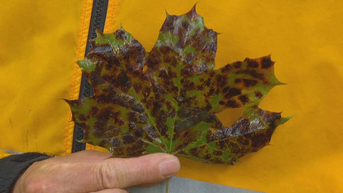 What's up with these spotty leaves?