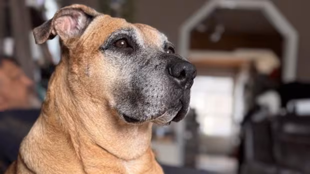 'She's our hero': Dog honoured after protecting Nipigon, Ont., family from black bear last fall