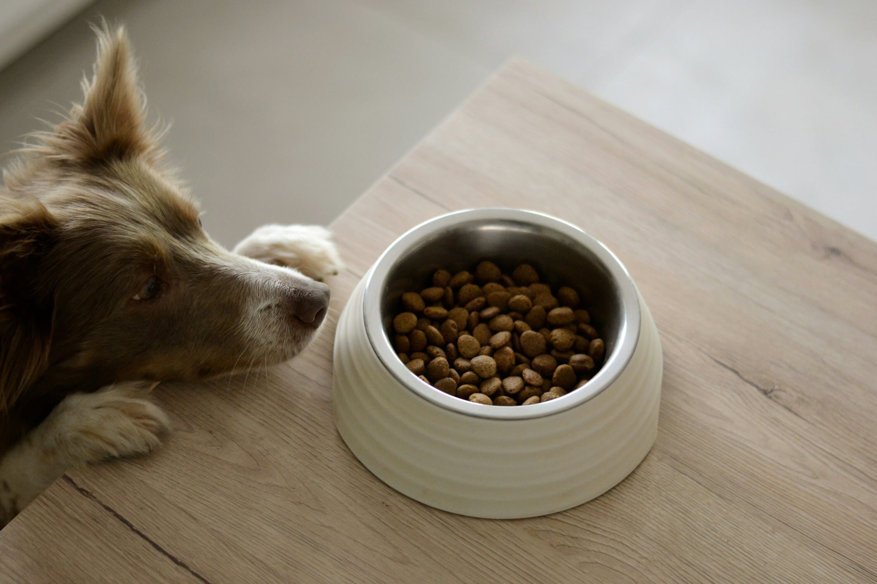 What Is Dogfooding For Startups?