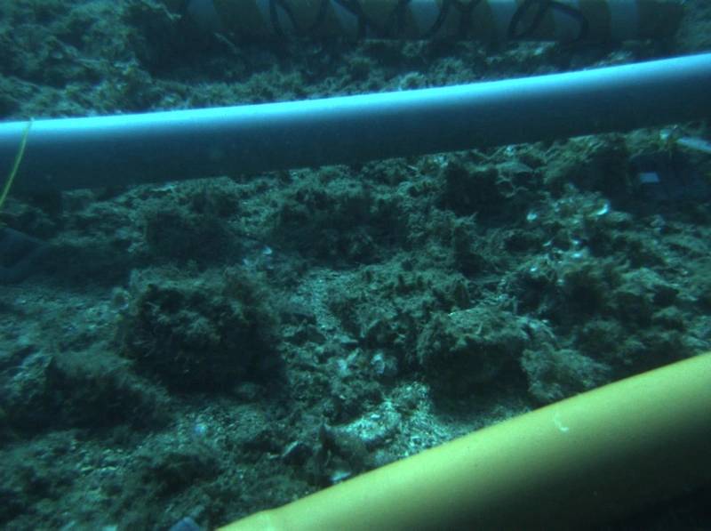 Lloyd's Register: Subsea Pipeline Design Choices Determine Integrity