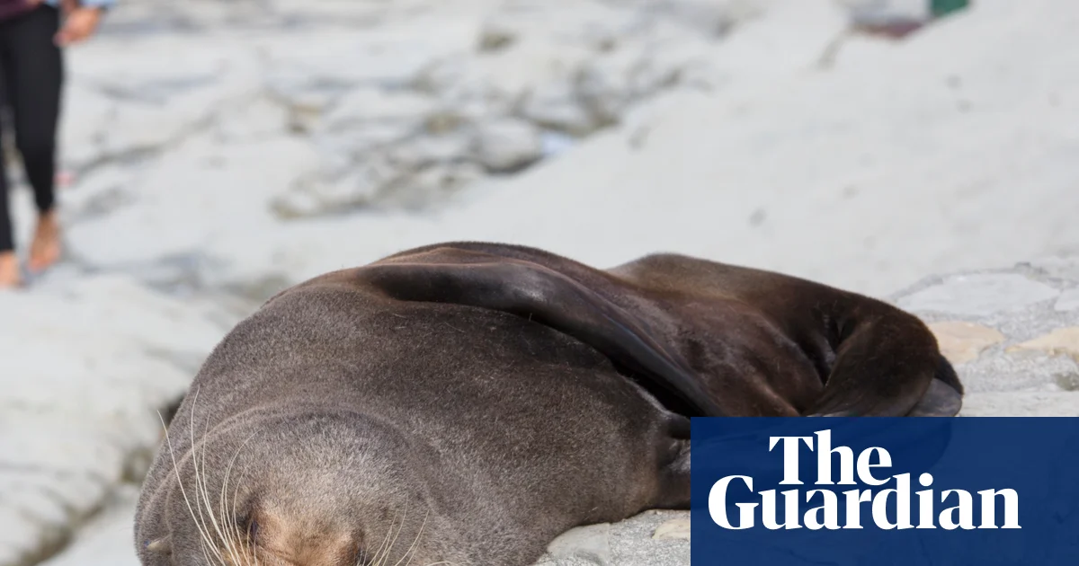 Fur seal’s death marks first Australian mainland mammal fatality from spreading H5 bird flu strain