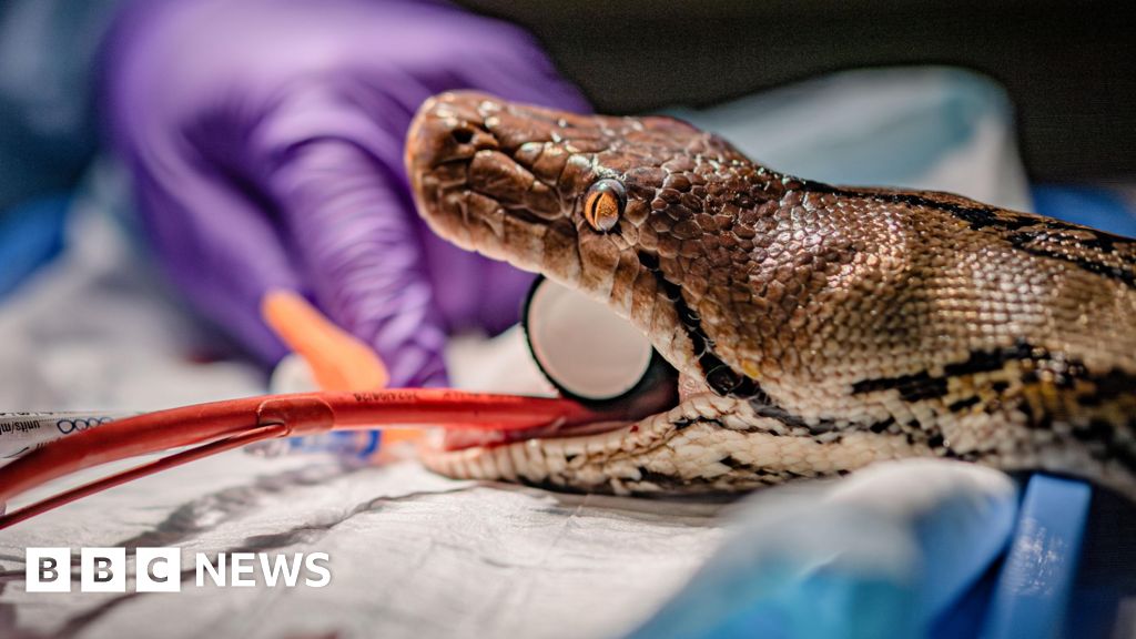 Snake undergoes 'world