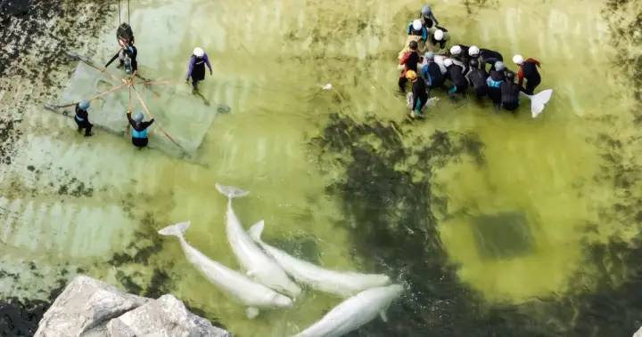 2 belugas, 4 dolphins from Marineland heading to aquarium in Spain