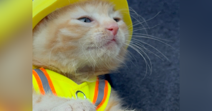 Kitten rescued from Komatsu machine joins construction crew that saved her