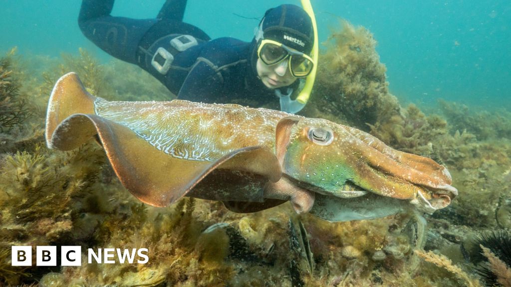 Why Australia's giant cuttlefish mating season has gone silent