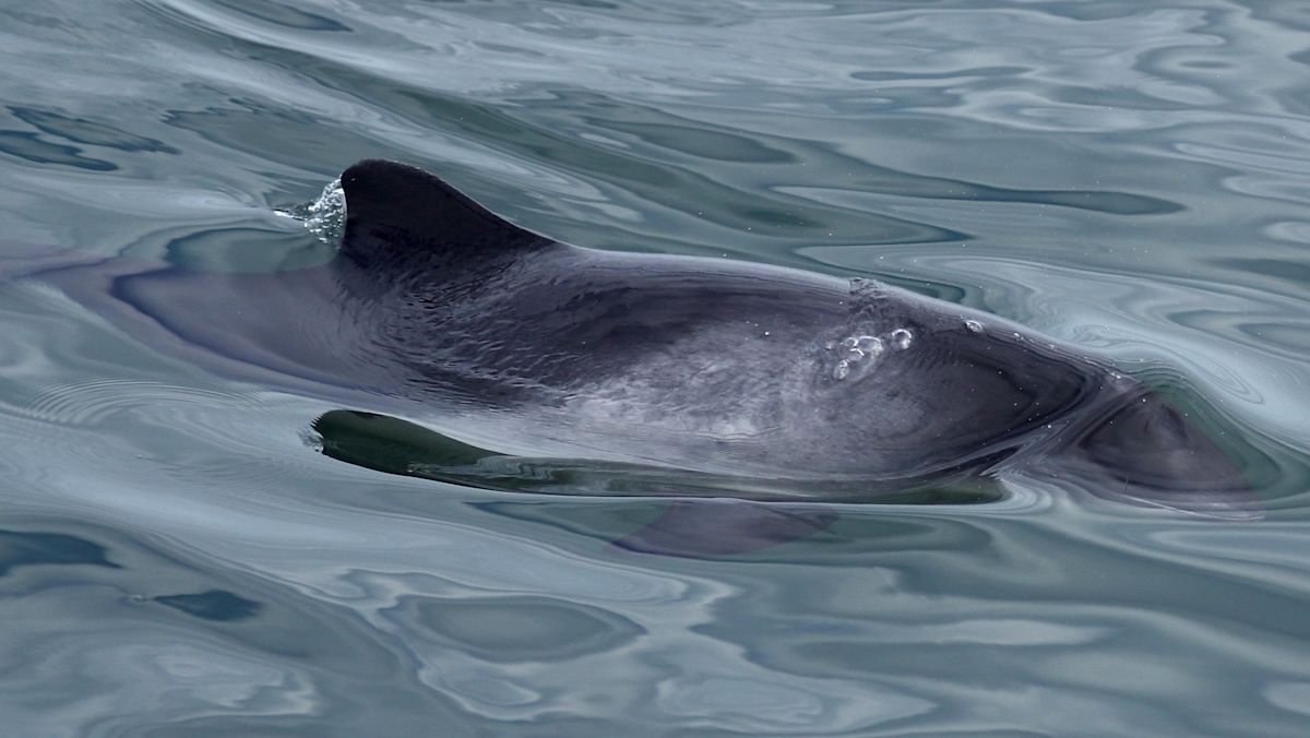 Hopes porpoise net recording can help stop deaths