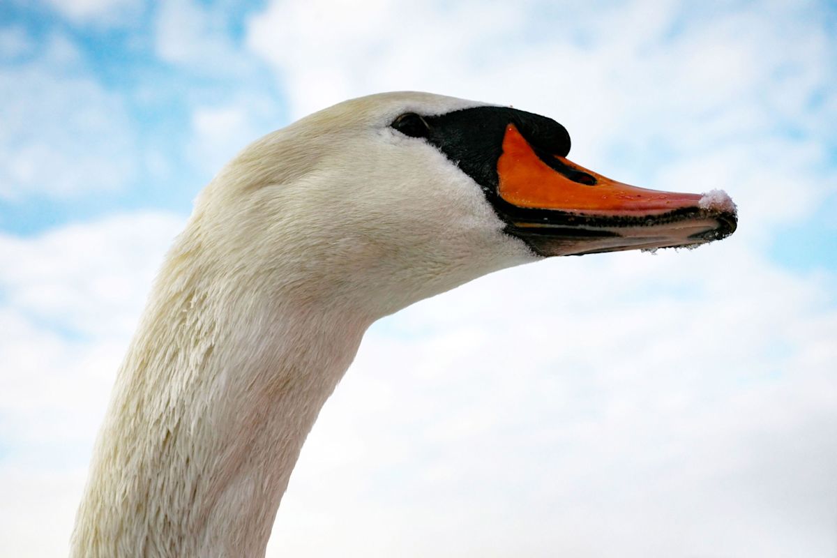Swan on railway line causing train delays