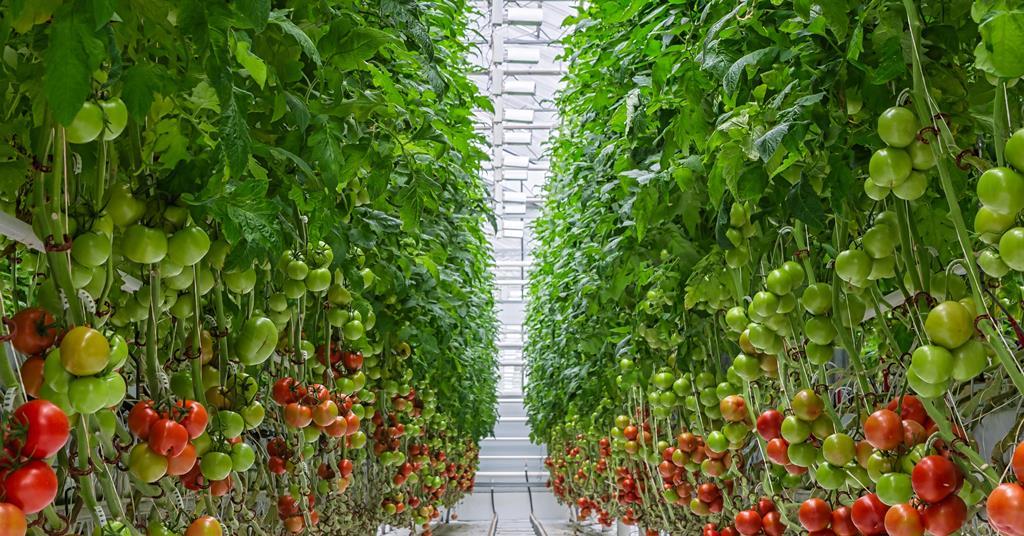 Belgian greenhouse growers highlight benefits of technology