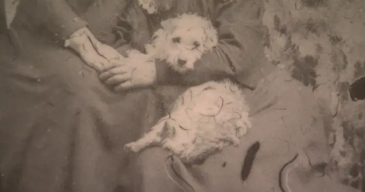 Extremely rare Woolly Dog pelt back in B.C. after more than 160 years