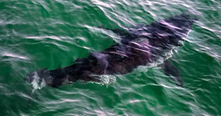 Diver hospitalized after great white shark attack off Quebec’s Gaspé coast