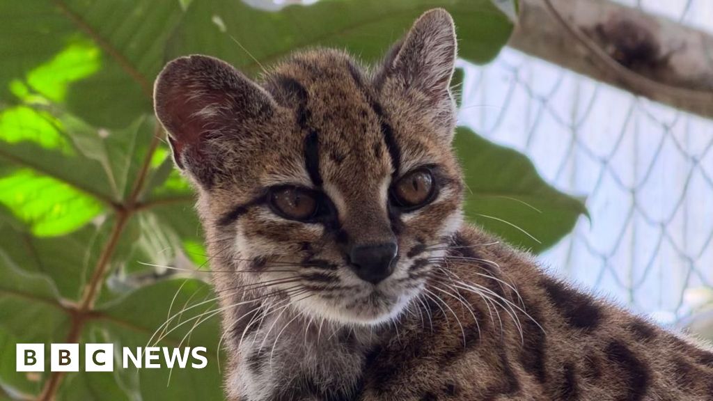 Spotted wildcat from Bolivian forest revealed as new species