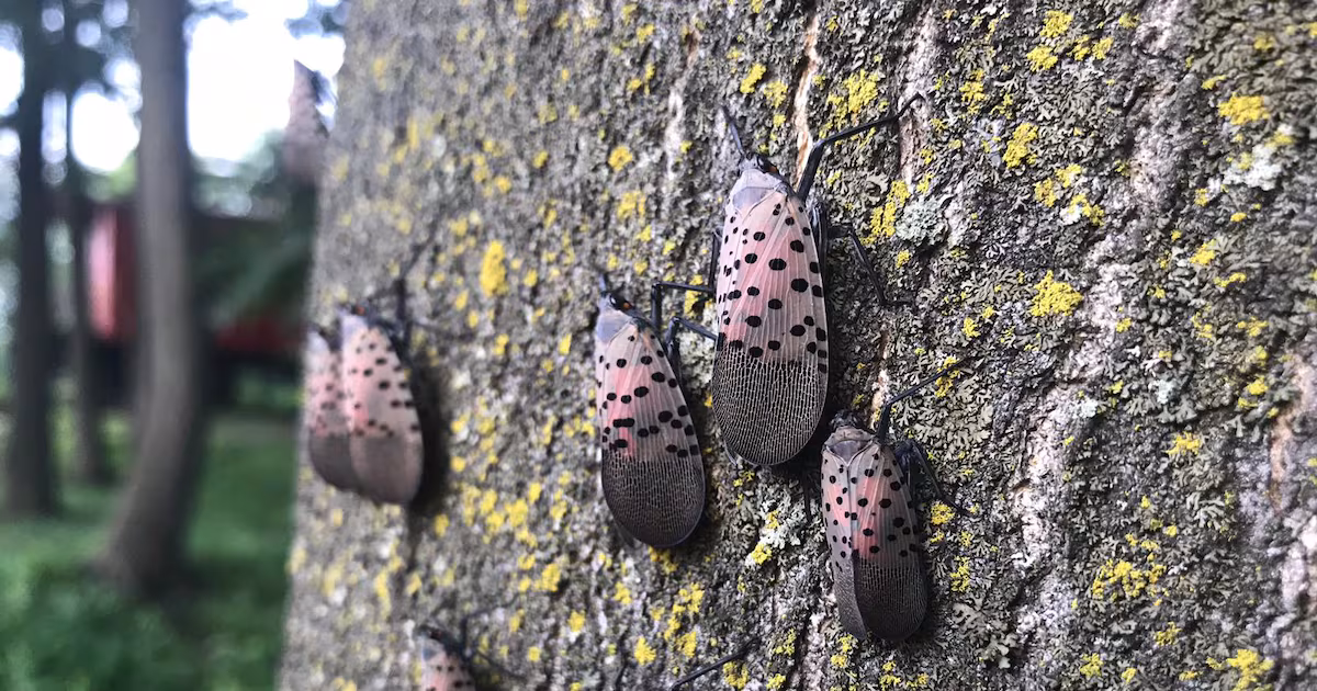 Spotted Lanternfly seen in Windsor, Ont., first in Canada