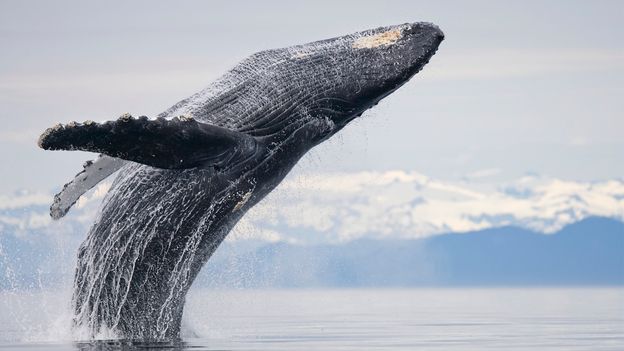 A 'crackling, haunting voice from the deep': The moment the world realised whales sing