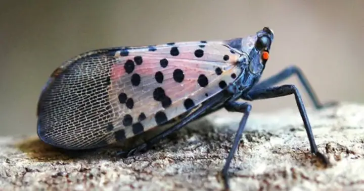 This invasive species has just been found in Canada for the 1st time