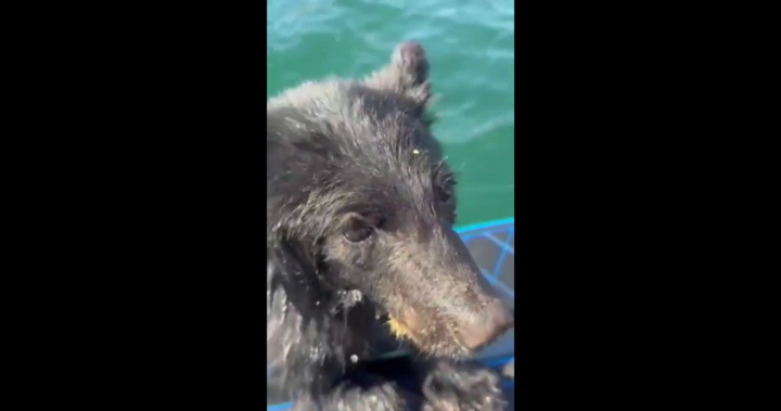 B.C. family rescues exhausted baby bear swimming in Okanagan Lake