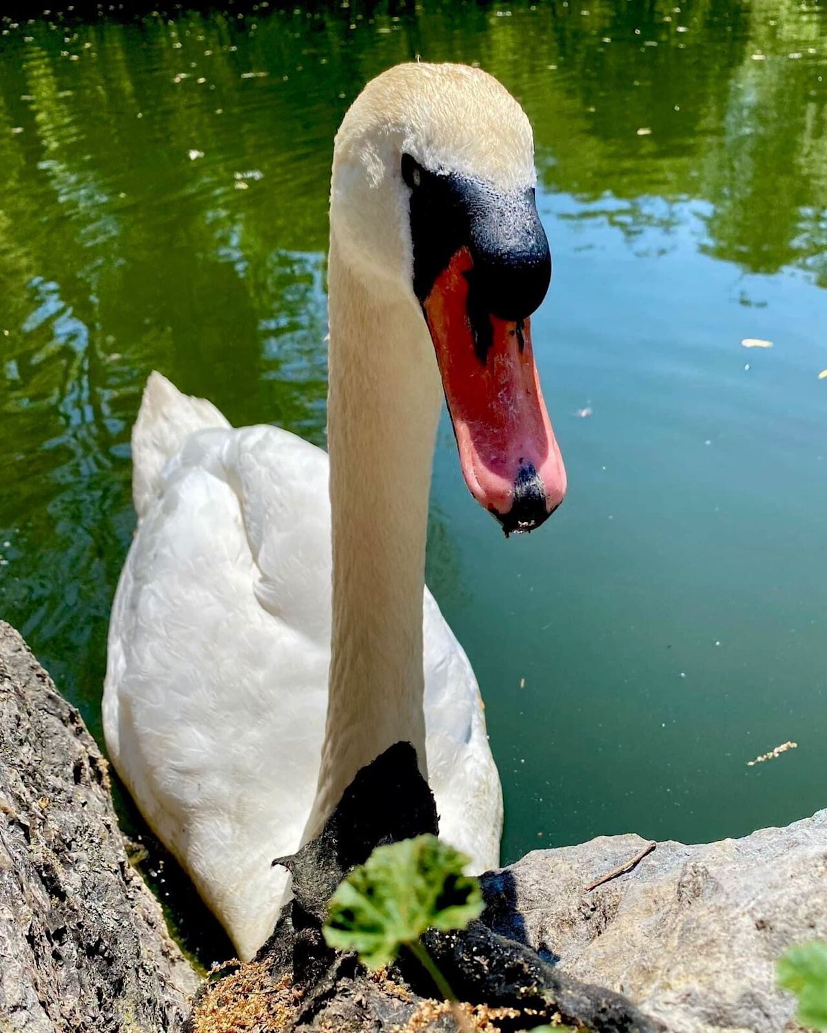 Otis, beloved Victoria Park Swan, dies at 19