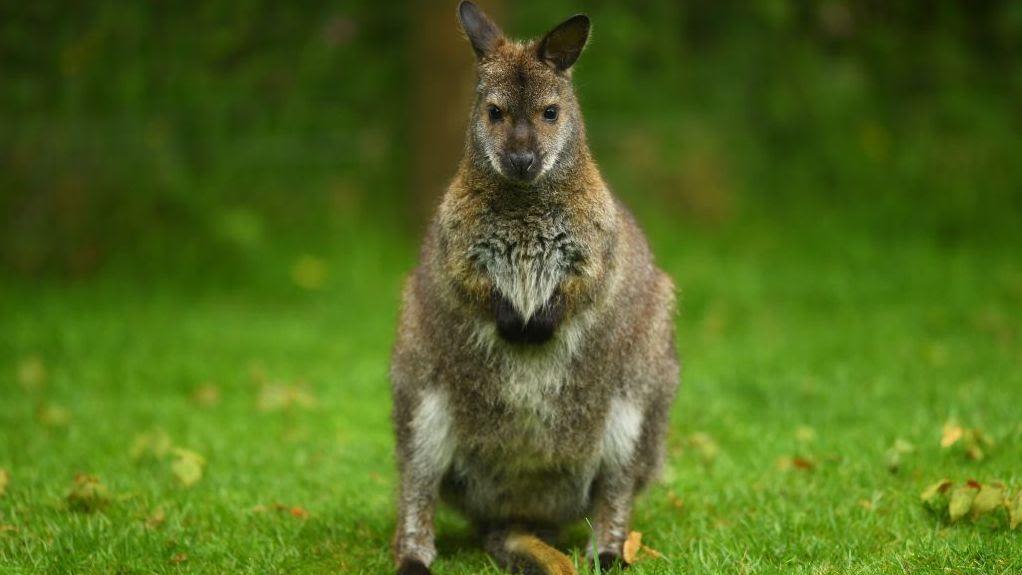 Animal sanctuary wins planning fight to stay