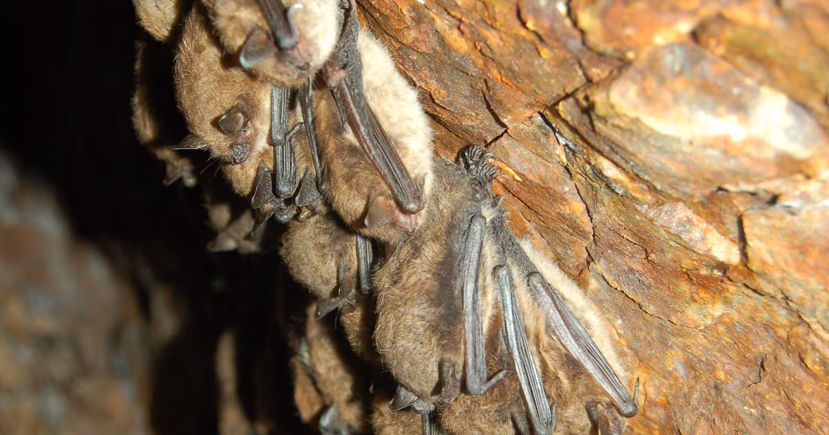 After disease ripped through bat populations, people are starting to see them again. Here’s why.